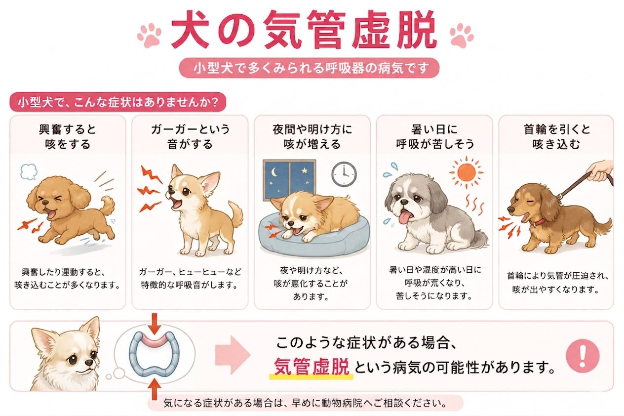 気管虚脱の症状