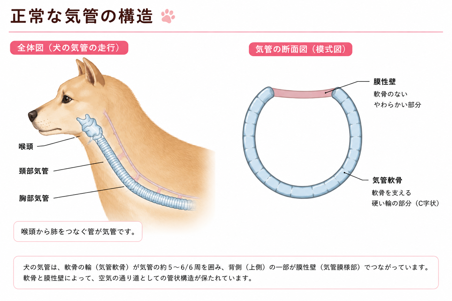 正常な気管
