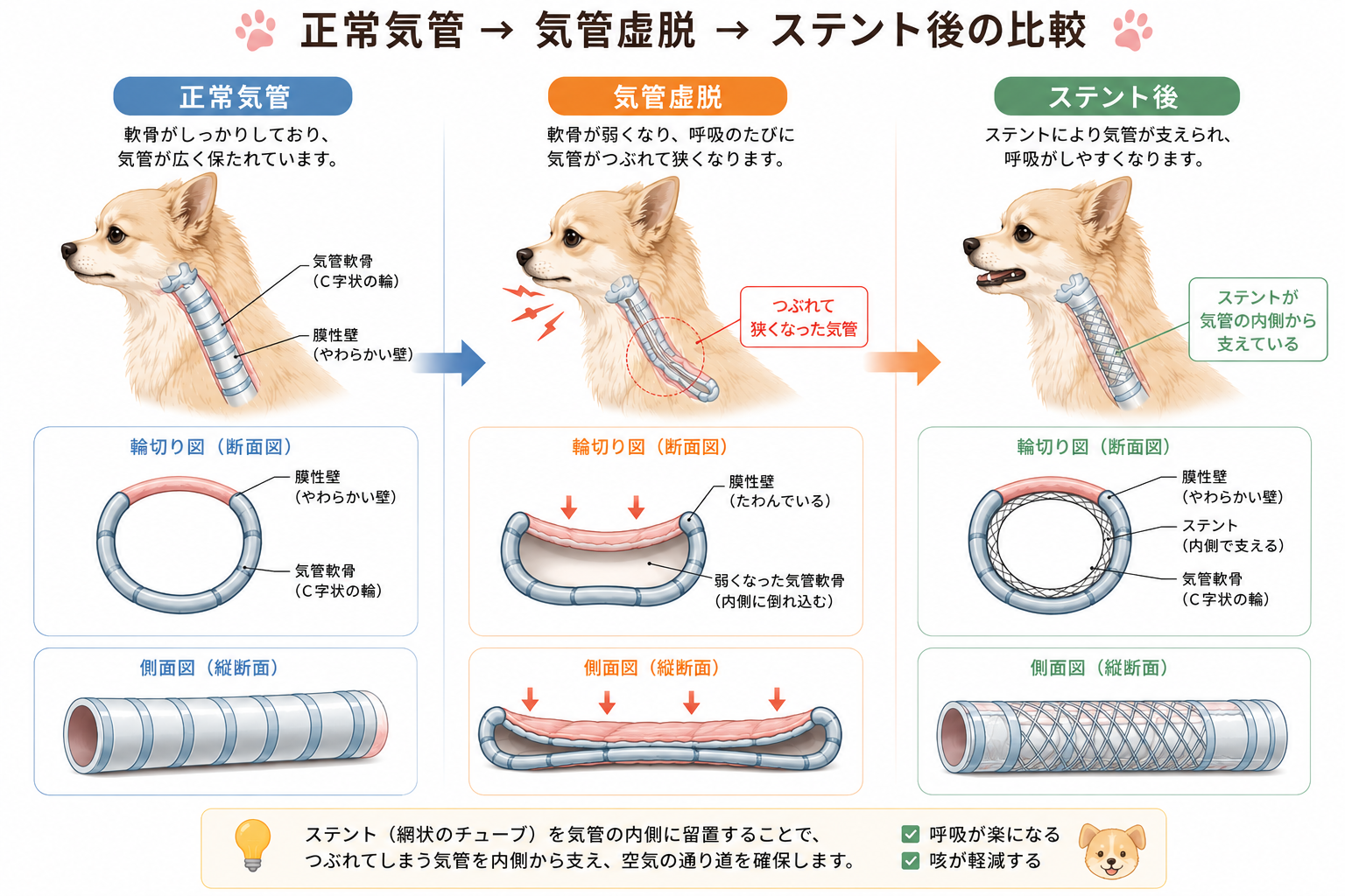 気管虚脱