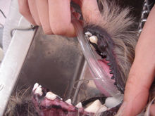 犬歯の切除