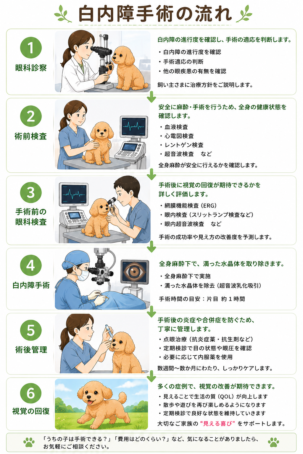 犬の白内障手術の流れ